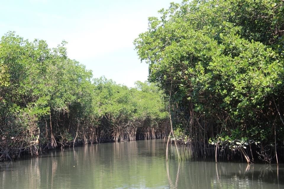 El proyecto en el Área Natural Protegida del Estero inició en 2021 con el objetivo de preservar, mantener y mejorar las condiciones de servicio brinda este ecosistema.