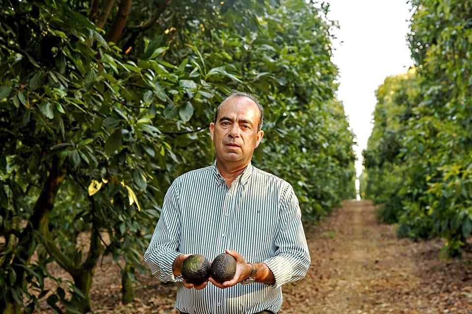 Saúl Medina Villanueva, presidente de Grupo Aguacatero Los Cerritos.