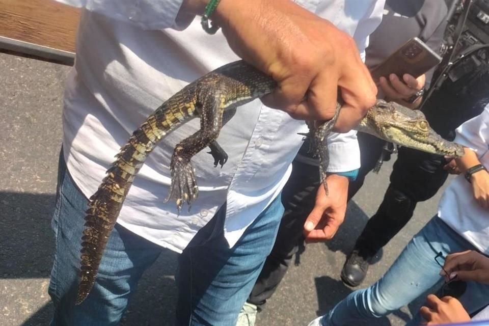 Los animales decomisados en El Baratillo fueron enviados al Zoológico Villa Fantasía en Zapopan.