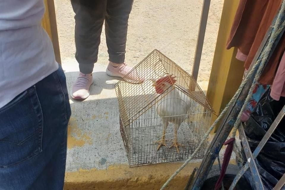 Sólo una gallina fue decomisada en el Operativo Baratillo.