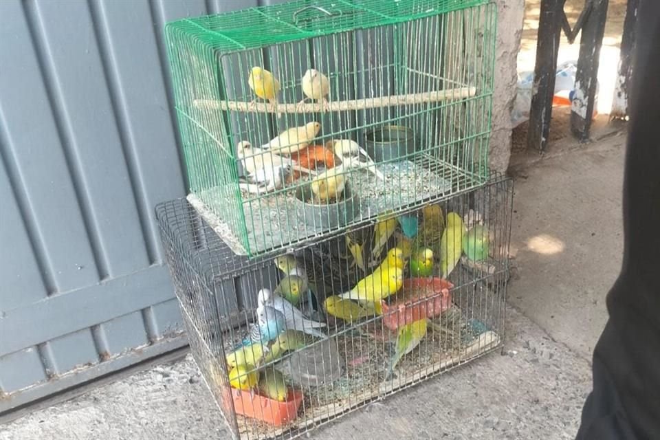 En cuestión de aves, 25 pericos australianos, 11 canarios y 5 palomas fueron decomisadas por las autoridades.