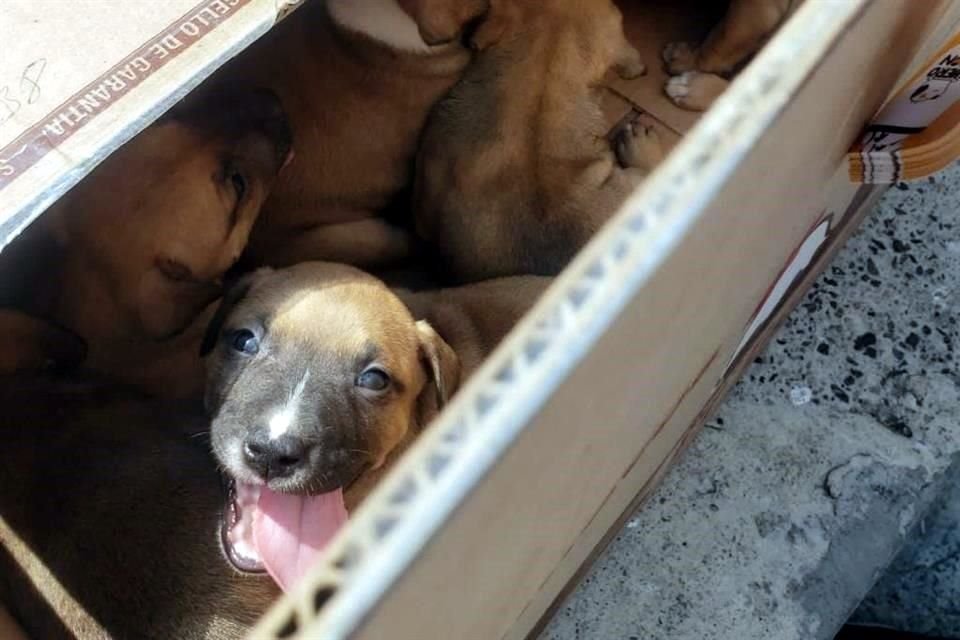 También fueron asegurados 10 cachorros.