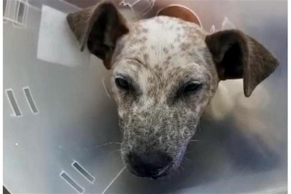 Una conductora atropelló a 'José Miel', un perrito callejero, provocándole una fractura expuesta, por lo que requiere cirugía.
