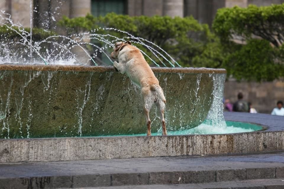 Al igual que los humanos, los perros pueden sufrir golpes de calor, quemaduras y deshidratación que pueden llevarlos a la muerte.
