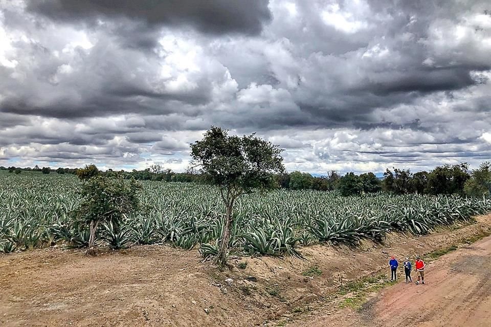 Campos Magueyeros.