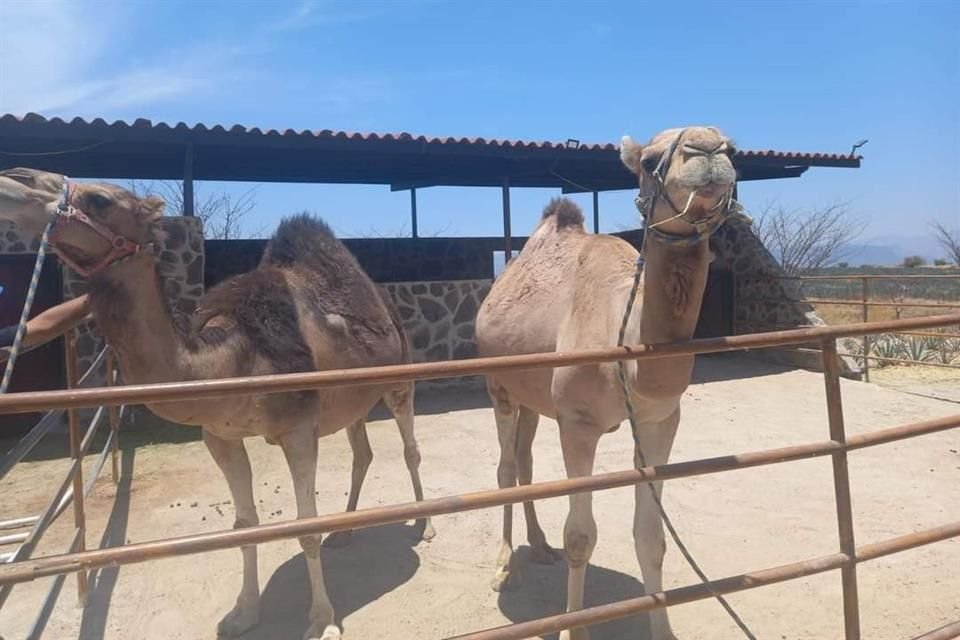 Tras difundirse video de un camello golpeado en un restaurante de Amatitán, la FGR resguardó al animal junto con otro ejemplar y un mono.