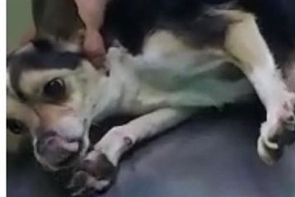 'Rafita', un perrito chihuahua, tenía una familia, hasta que un carro cambió su vida.
