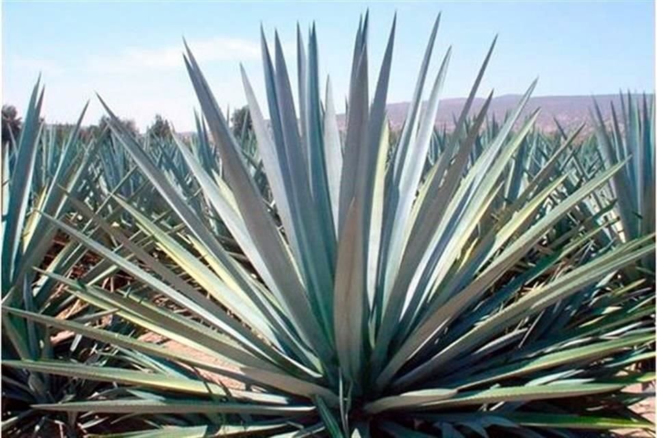 Aspectos del cultivo de agave Tequilana Weber variedad azul.
