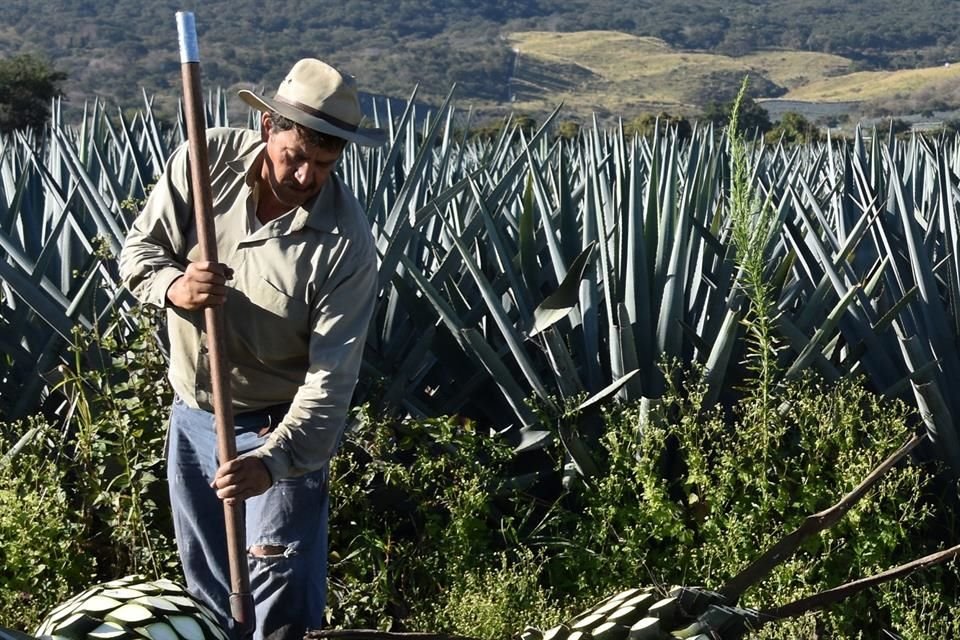 Aspectos de la producción de agave Tequilana Weber variedad azul.