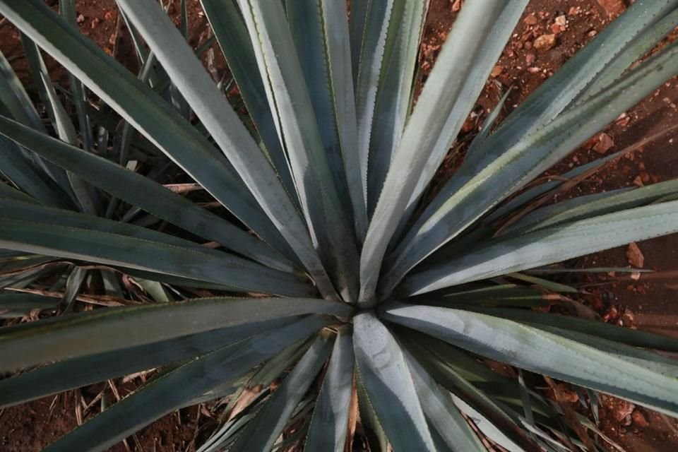 El CRT y autoridades realizan foros para informar sobre la situación que prevalece en las regiones productivas de agave azul tequilero.