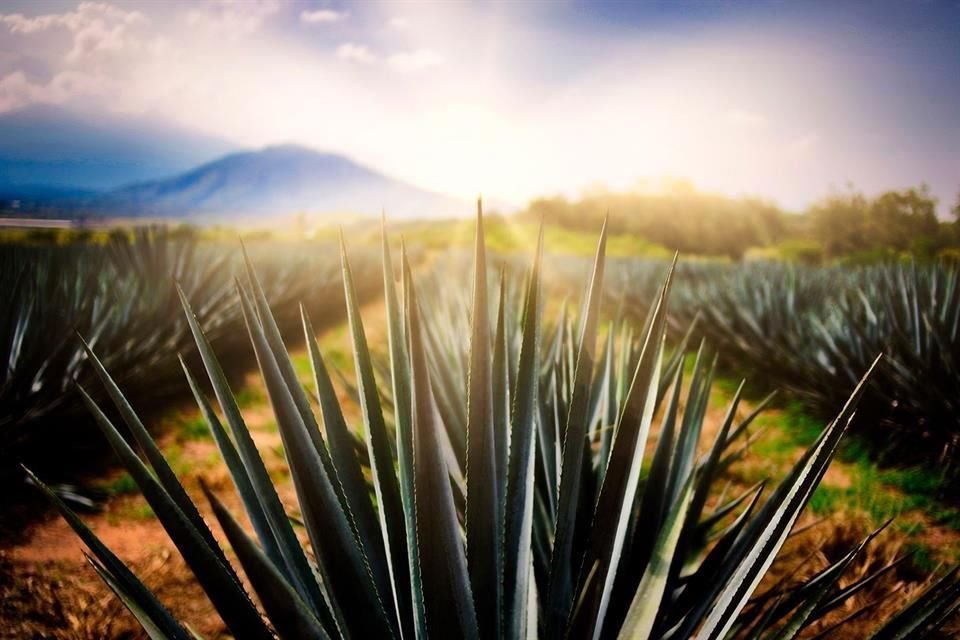 El agave azul tequilero es la única especie de agave, de 211 clasificadas, que se usa como materia prima en México para producir Tequila.