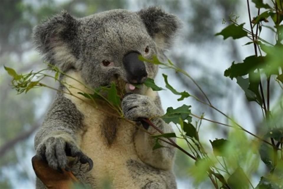 Científicos australianos intentar crear koalas que contraigan menor número de enfermedades y puedan enfrentar el cambio climático.
