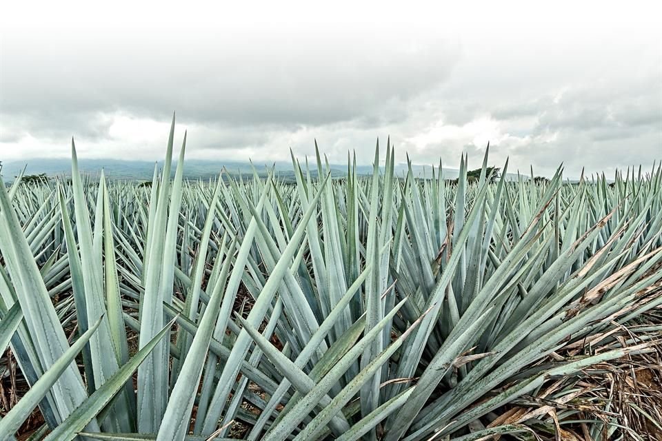 Agricultura por contrato con la industria tequilera es vital para productores de agave que desean destinar su plantación a producir tequila.