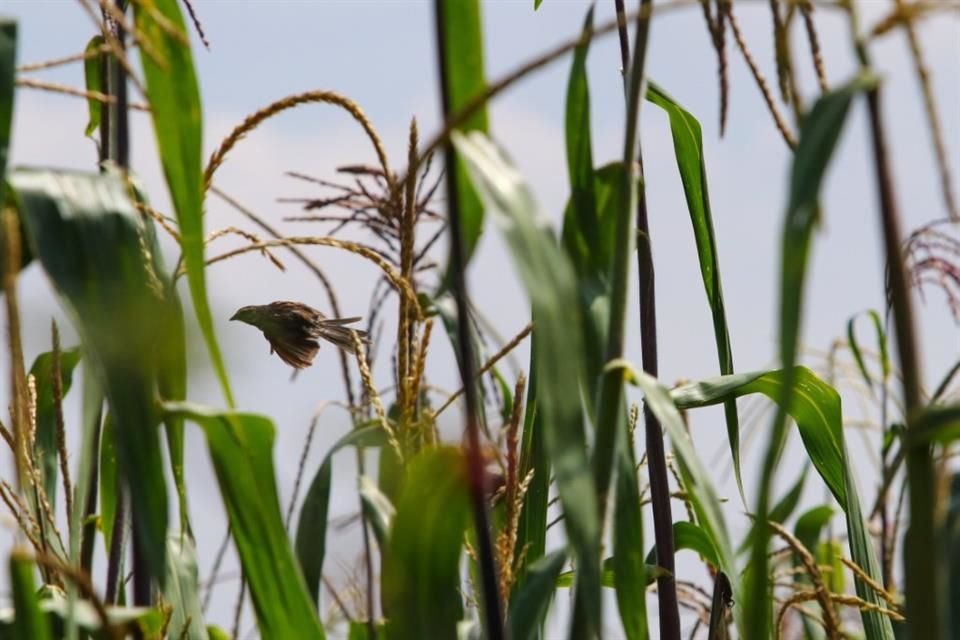 La sequía y los incendios forestales han impactado significativamente la producción agrícola en Jalisco.