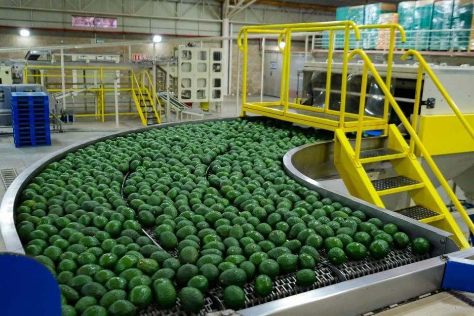 Semadet reconoce 56 mil 504 hectáreas de huertas aguacateras en Jalisco, pero el Gobierno solo registra apenas 34 mil.