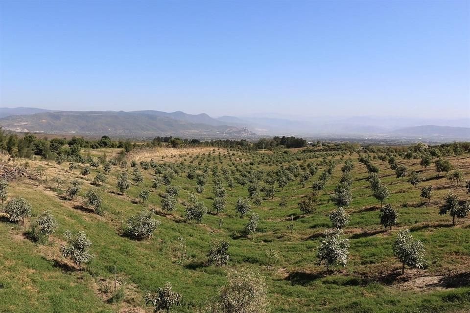 Aguacateras en Jalisco en lo que solían ser bosques nativos.