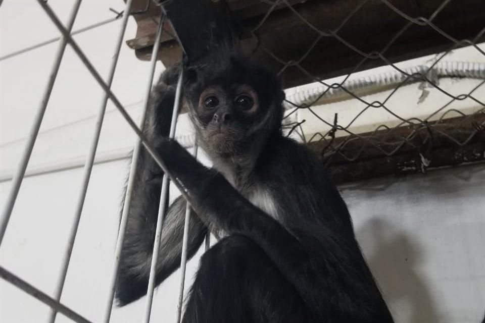 Tras ser rescatado y será atendido en la Unidad de Acopio y Salud Animal de Tlajomulco.