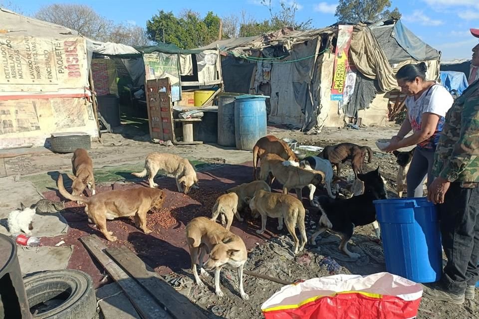 Hay alrededor de 120 canes en el antiguo vertedero, mismos a los que les está buscando una familia o casa puente.