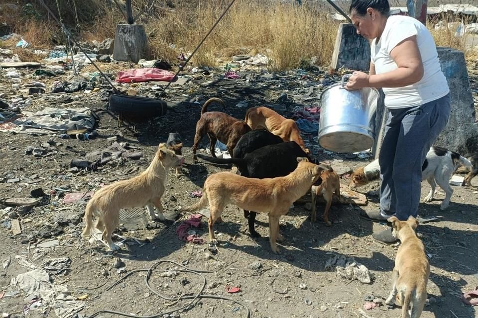 Tovar hizo hincapié en que no son perros fetales, y que al contrario, son amistosos con las personas.
