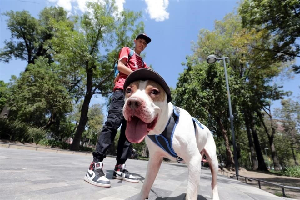 Especialistas recomiendan evitar paseos caninos de 14:00 a 16:00 horas ya que el cemento caliente puede dañar sus patas.