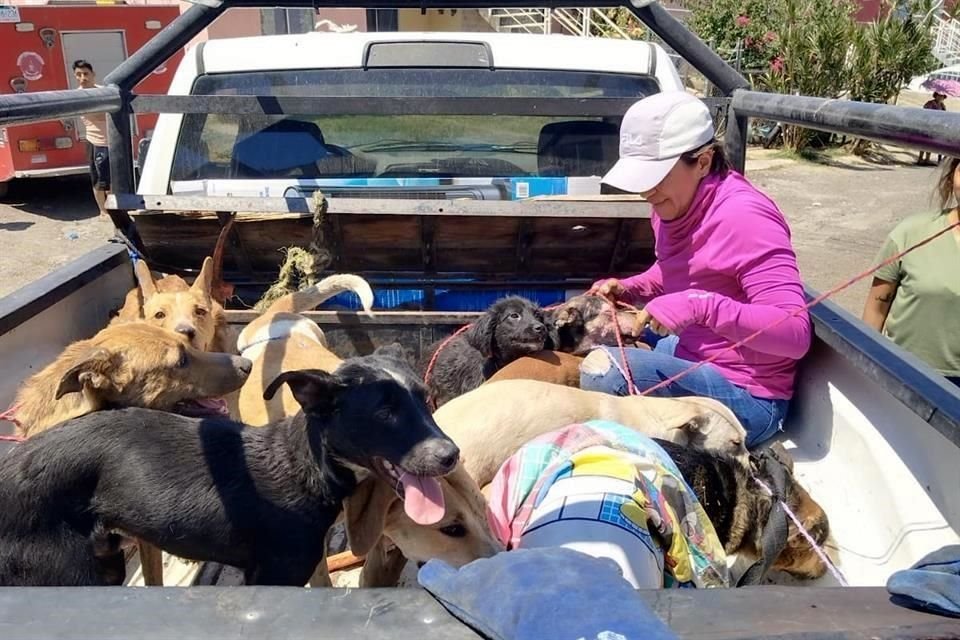 El Alcalde de Tala, Antonio Casillas Díaz, informó el domingo que habían rescatado a varios caninos maltratados del domicilio del sospechoso.