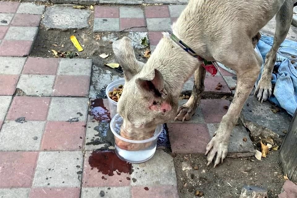 La perrita presenta desnutrición severa.