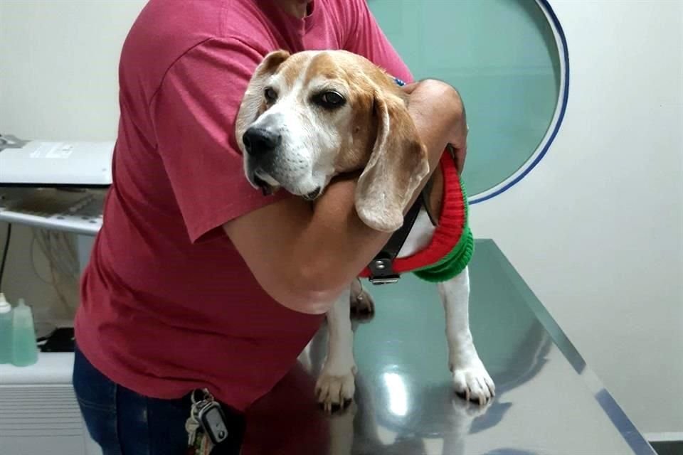 Las olas de calor que han golpeado a Jalisco han provocado un incremento en las consultas veterinarias por golpe de calor o deshidratación.