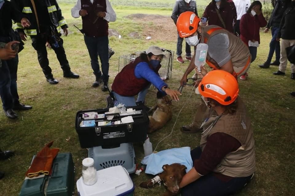 Los dos perritos serán sometidos a una valoración médica.