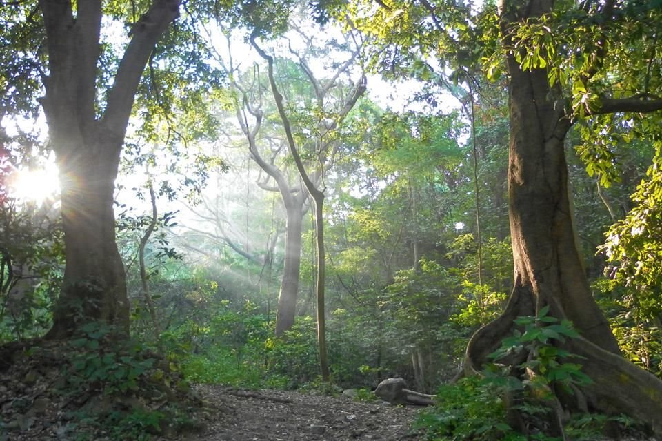 Los bosques tropicales son hogar de diversas especies asediadas por la industria mueblera.