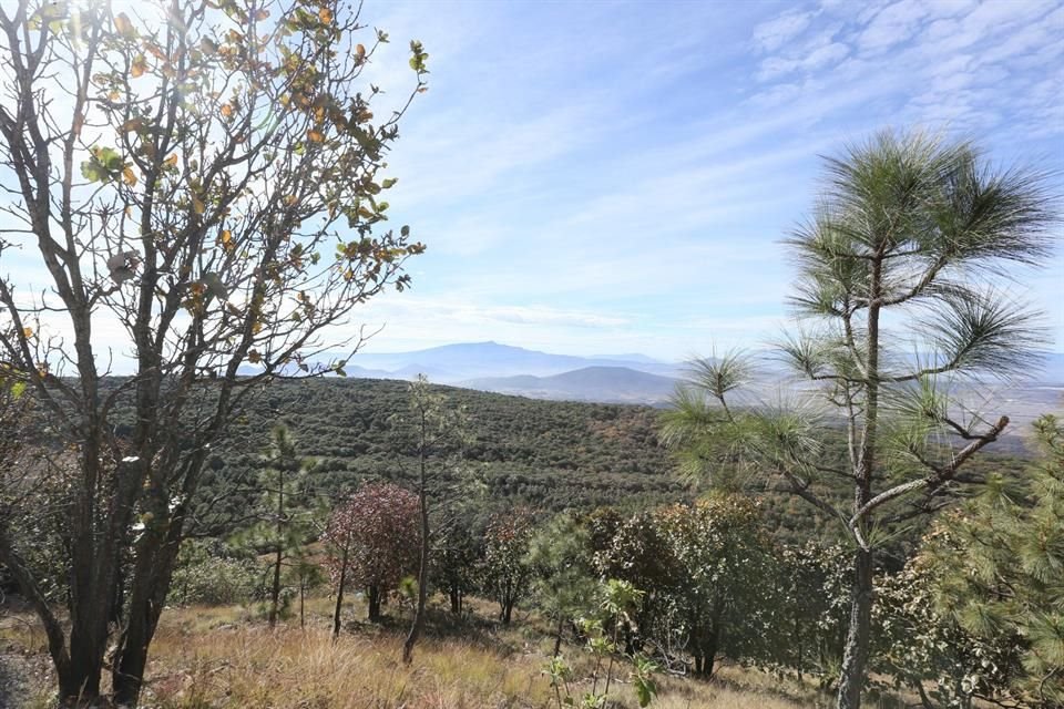 Señalan que hubo pasividad tras la pérdida de casi 600 hectáreas forestales.