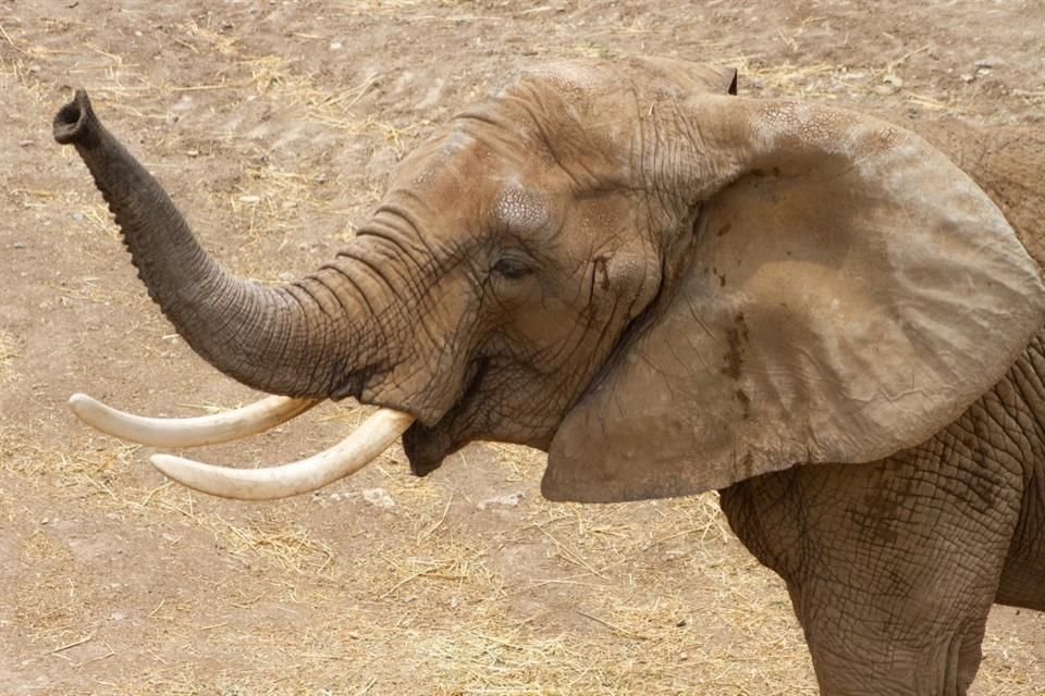 La elefanta Gipsy ya se encuentra en el Zoológico de Aragón para hacerle compañía a Ely, informó la Secretaría de Medio Ambiente.