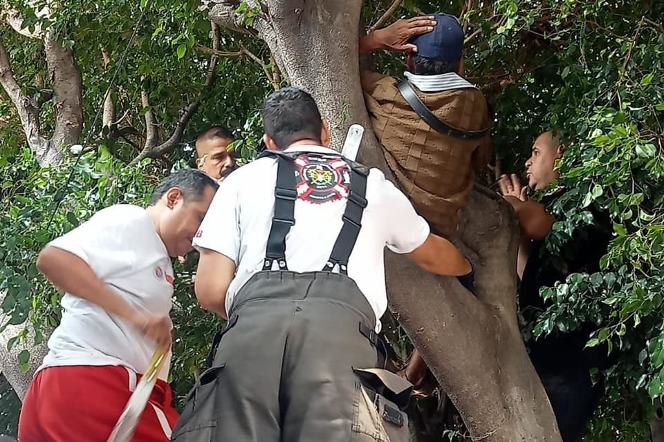 Un hombre de la tercera edad se atoró en un árbol por el que intentó brincarse para poder salir de su casa, ya que no encontraba las llaves.