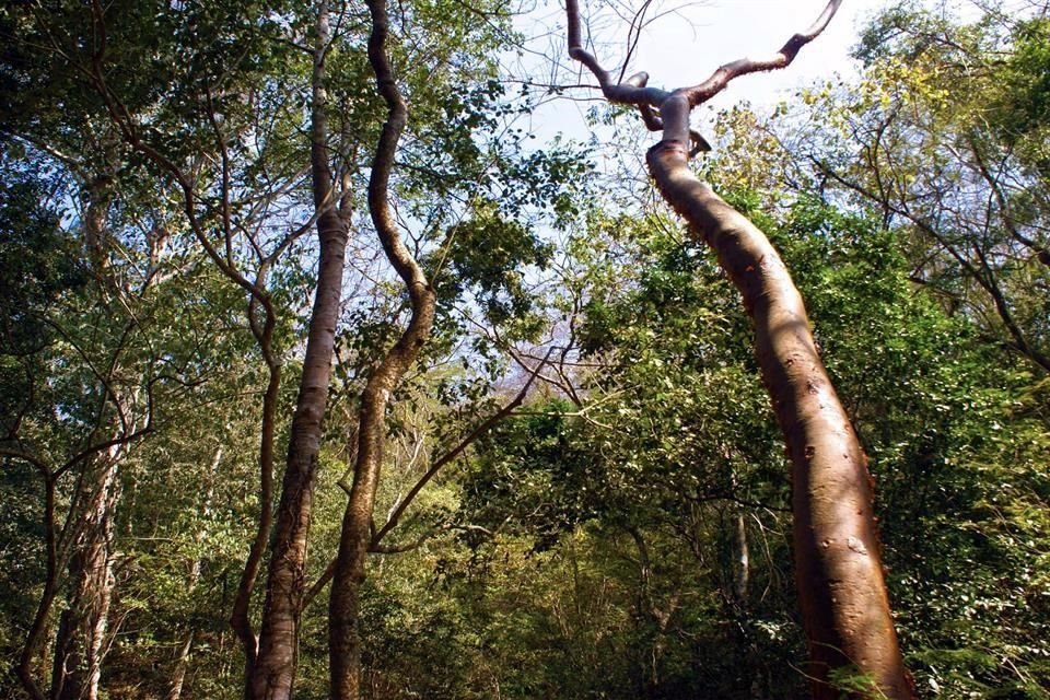 Los municipios con bosques tropicales han sido los primeros en recuperarse de la sequía.
