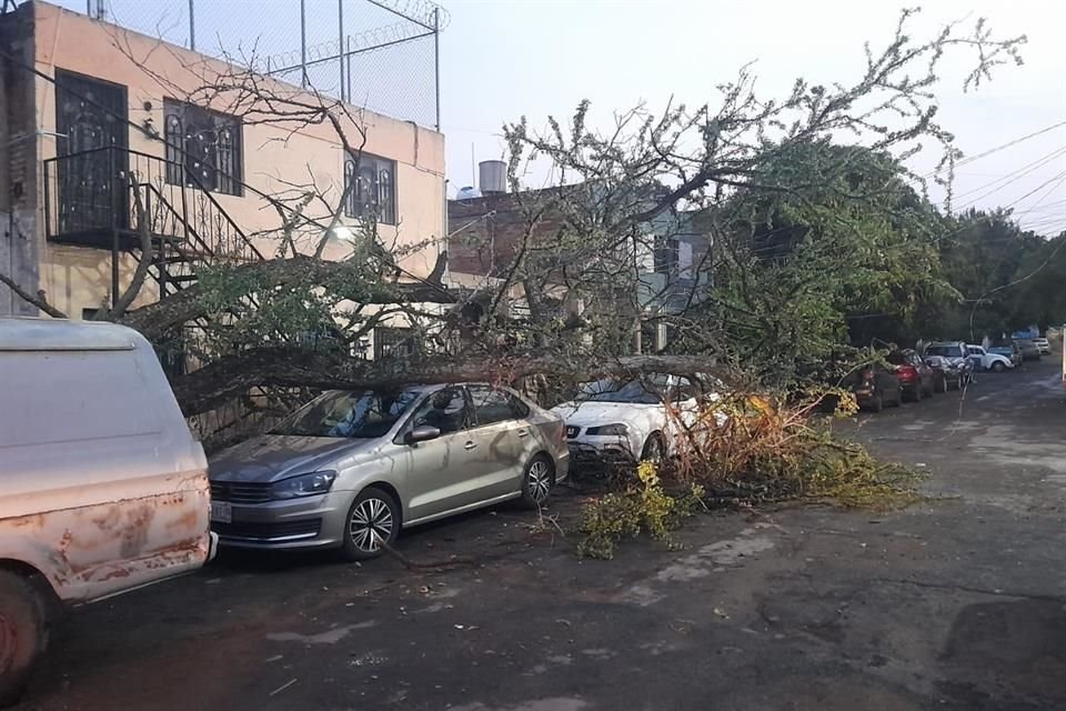 La Coordinación de Protección Civil de Zapopan informó ayer la caída de un árbol en el cruce de Calle Enrique Colunga y Obreros de Cananea, en la Colonia Constitución.