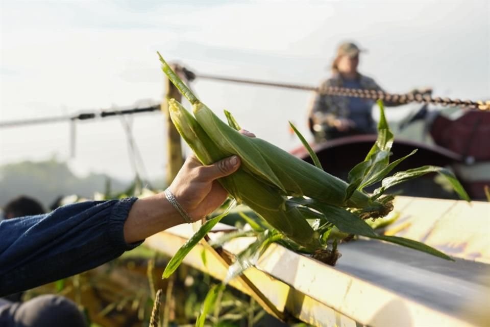 El decreto de la iniciativa enviada en enero por el Gobierno de Claudia Sheinbaum prioriza el cultivo nacional bajo técnicas agroecológicas