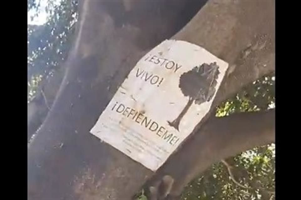 Los vecinos han hecho campañas para salvar los ejemplares.