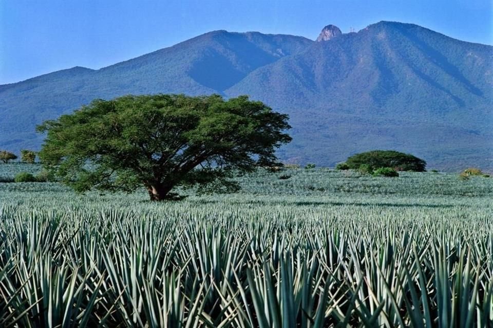 El Paisaje Agavero abarca los Municipios de El Arenal, Amatitán, Tequila, Magdalena y Teuchitlán, en Jalisco.
