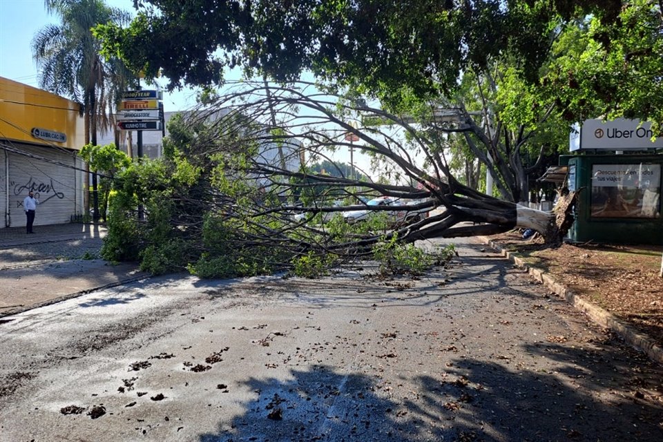 Árbol caído al cruce de Avenida Copérnico y Calle Virgen.   