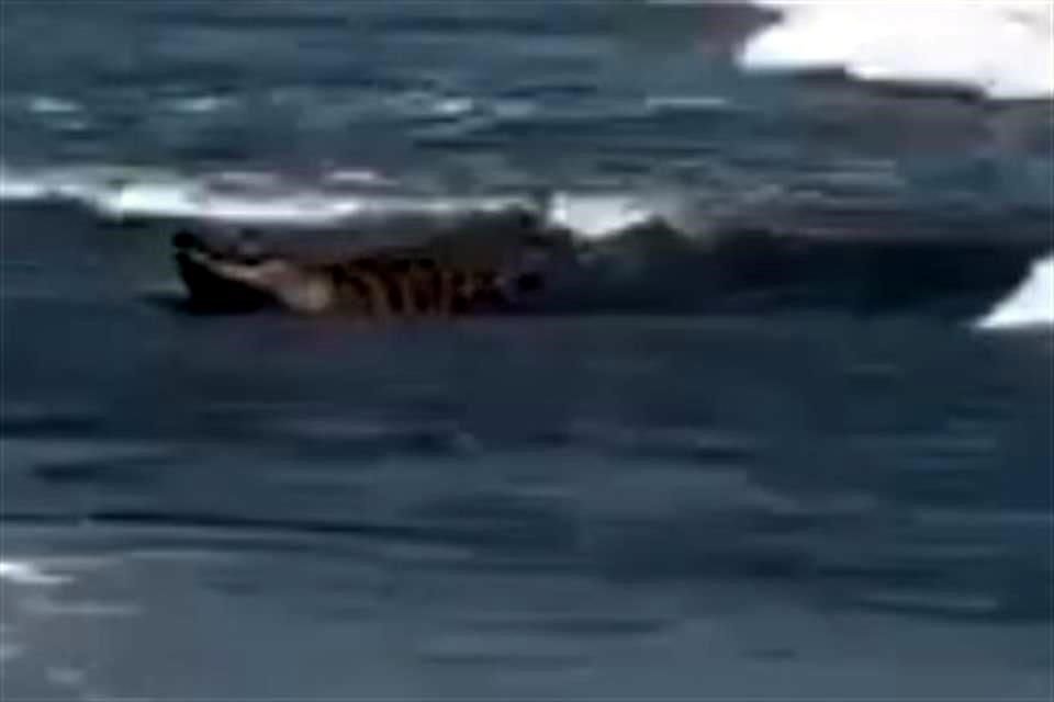 Protección Civil y Bomberos de Nayarit colocó bandera morada en la Playa Borregos ante el avistamiento de un cocodrilo.