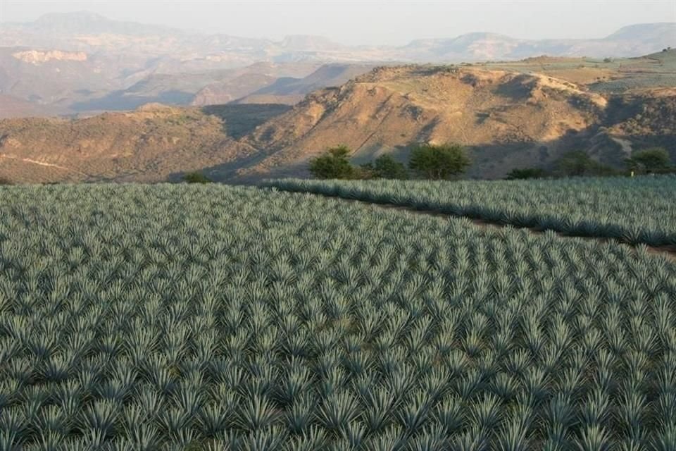 El tequila busca convertirse en emblema mundial de las agroindustrias sustentables.