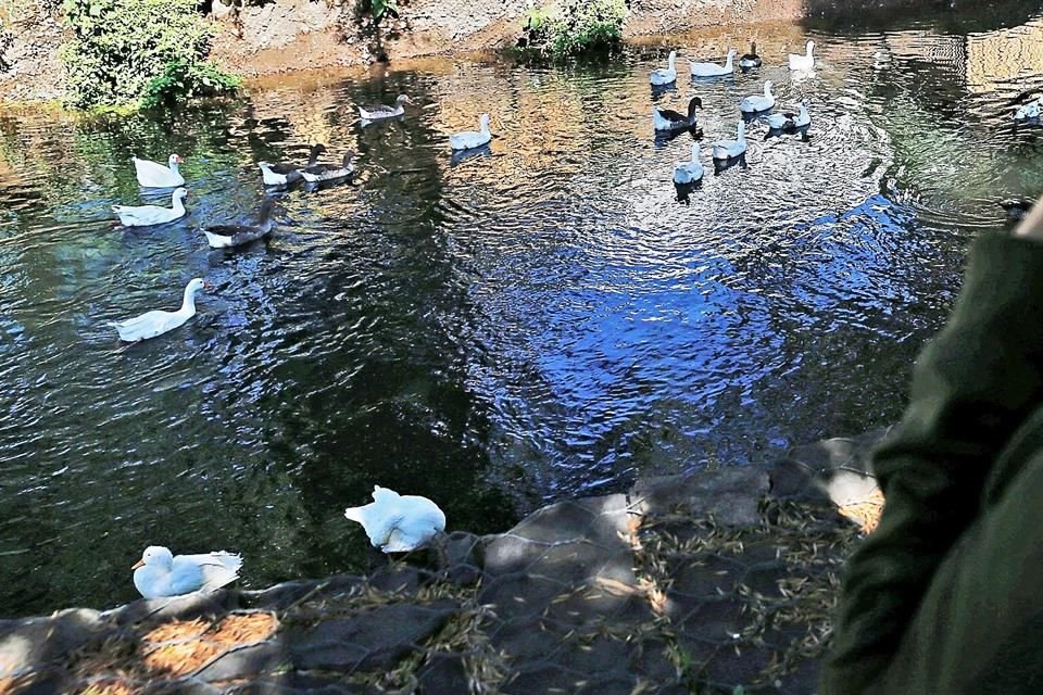 Pese a que fueron introducidos y alimentados por vecinos, funcionario de Sedema advirtió que patos no deberían de estar en Canal Nacional.