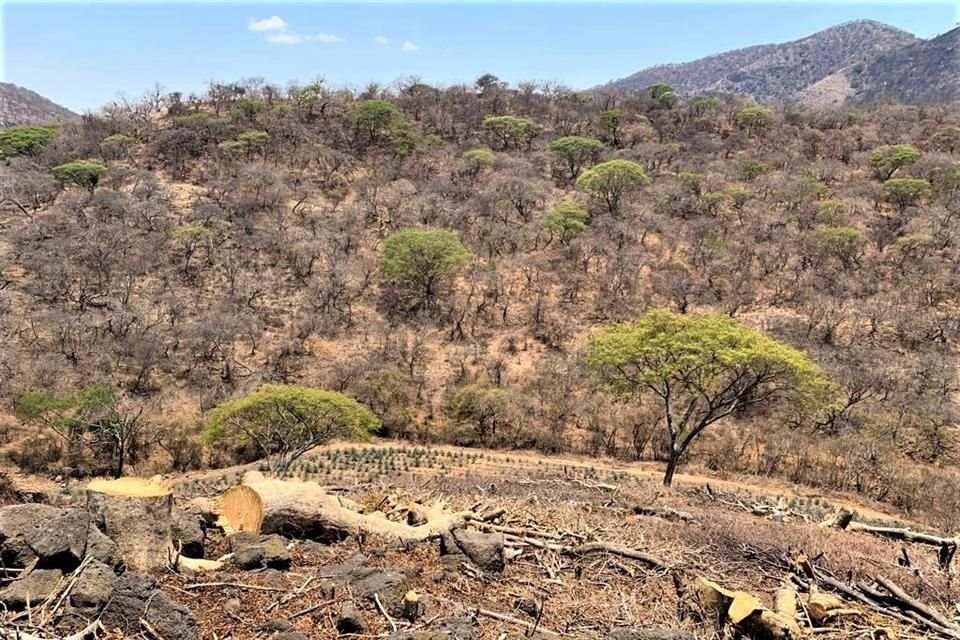 Donde solía haber selva, ahora es suelo agrícola.