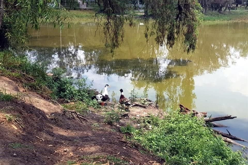 La contaminación del agua y la baja de nivel amenaza la población de patos.