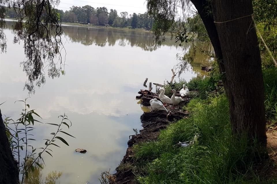 Vecinos reportaron a través de redes sociales que hallaron a 12 aves muertas.