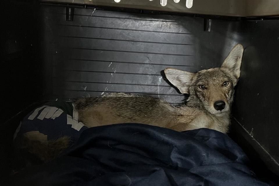 Un coyote que cayó a una trampa de cepo fue auxiliado por la Unidad de Fauna Silvestre de Tlajomulco; debido a sus heridas perdió su pata.