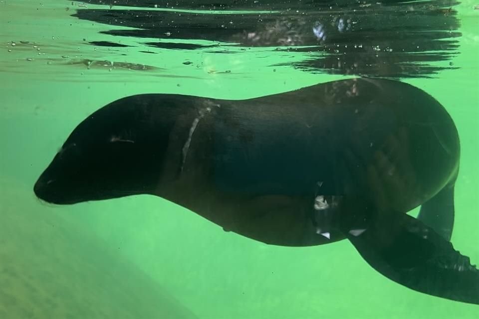 Los dos lobos marinos fueron encontrados deambulando en las playas de Sinaloa sin sus madres.