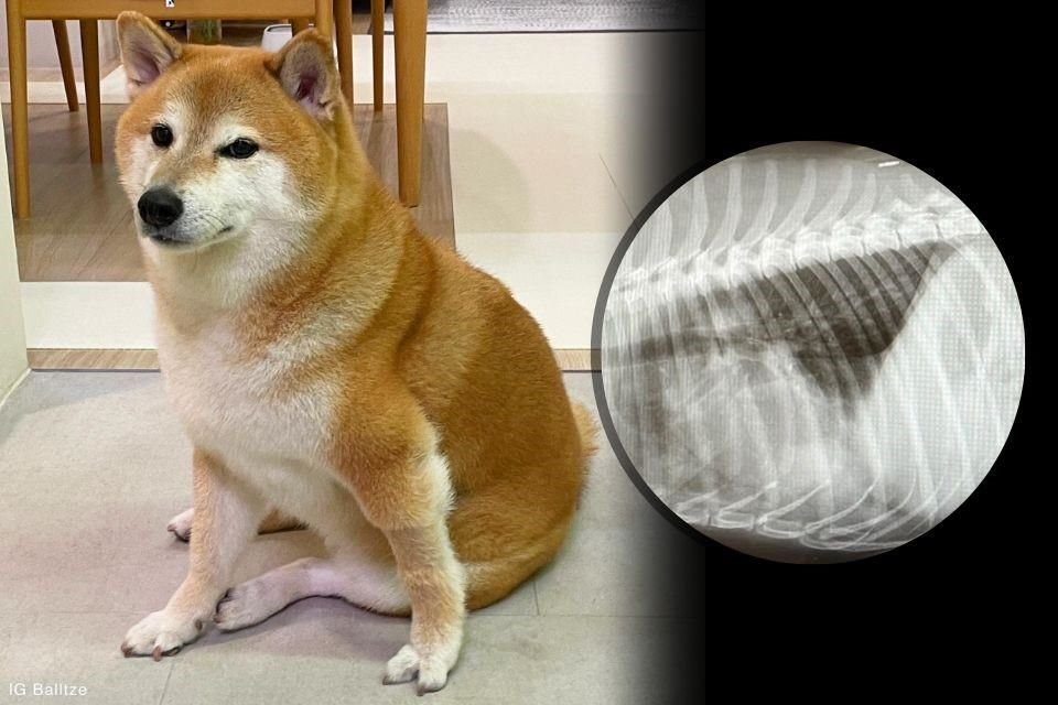'Balltze', un perro Shiba Inu conocido por el meme de 'Cheems', posiblemente tiene cáncer, según sospechas de médicos veterinarios.