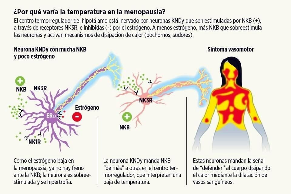 PROMETEDOR AVANCE. Cursar síntomas de la menopausia, como los típicos bochornos, podría ser menos molesto para las mujeres a partir del desarrollo de una nueva molécula.
