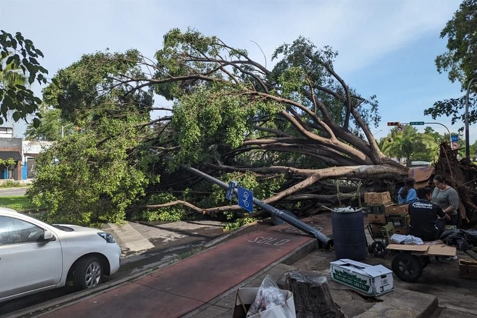 Árbol caído por la lluvia, que obstruye la circulación en sentido de Sur a norte en la Avenida Federalismo, a la altura de José María Vigil.