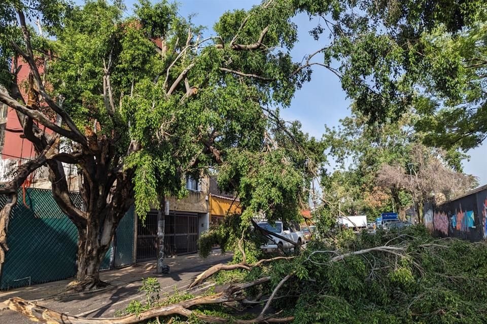 A unas cuadras en Jose María Vigil, esquina Cruz Verde, también cayó un árbol.